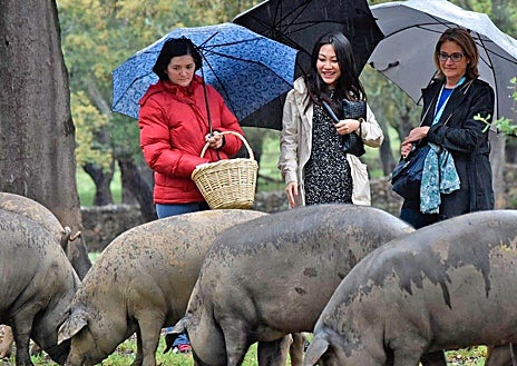 Imagen secundaria 1 - Secadero de Jamones Eíriz y visita a la dehesa