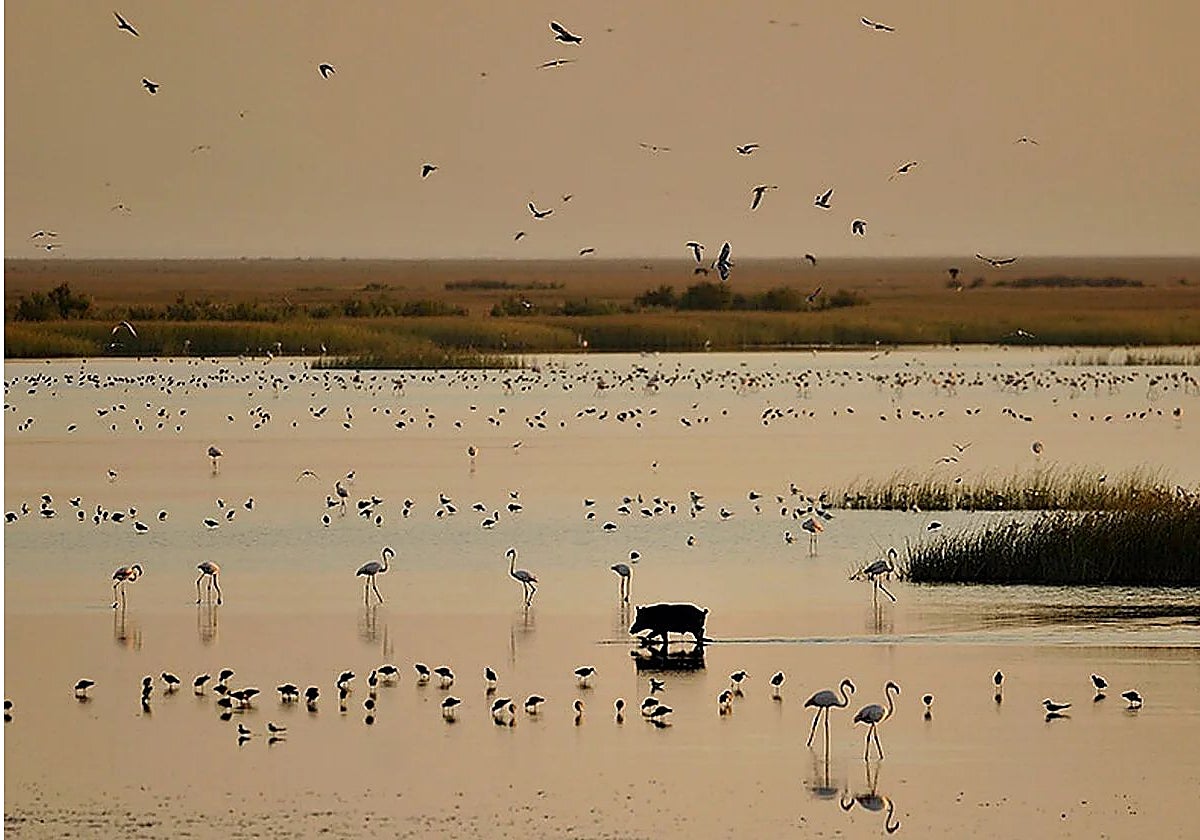 Imagen de archivo de una laguna de Doñana