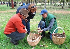 Varias personas recolectando setas en la Sierra de Huelva