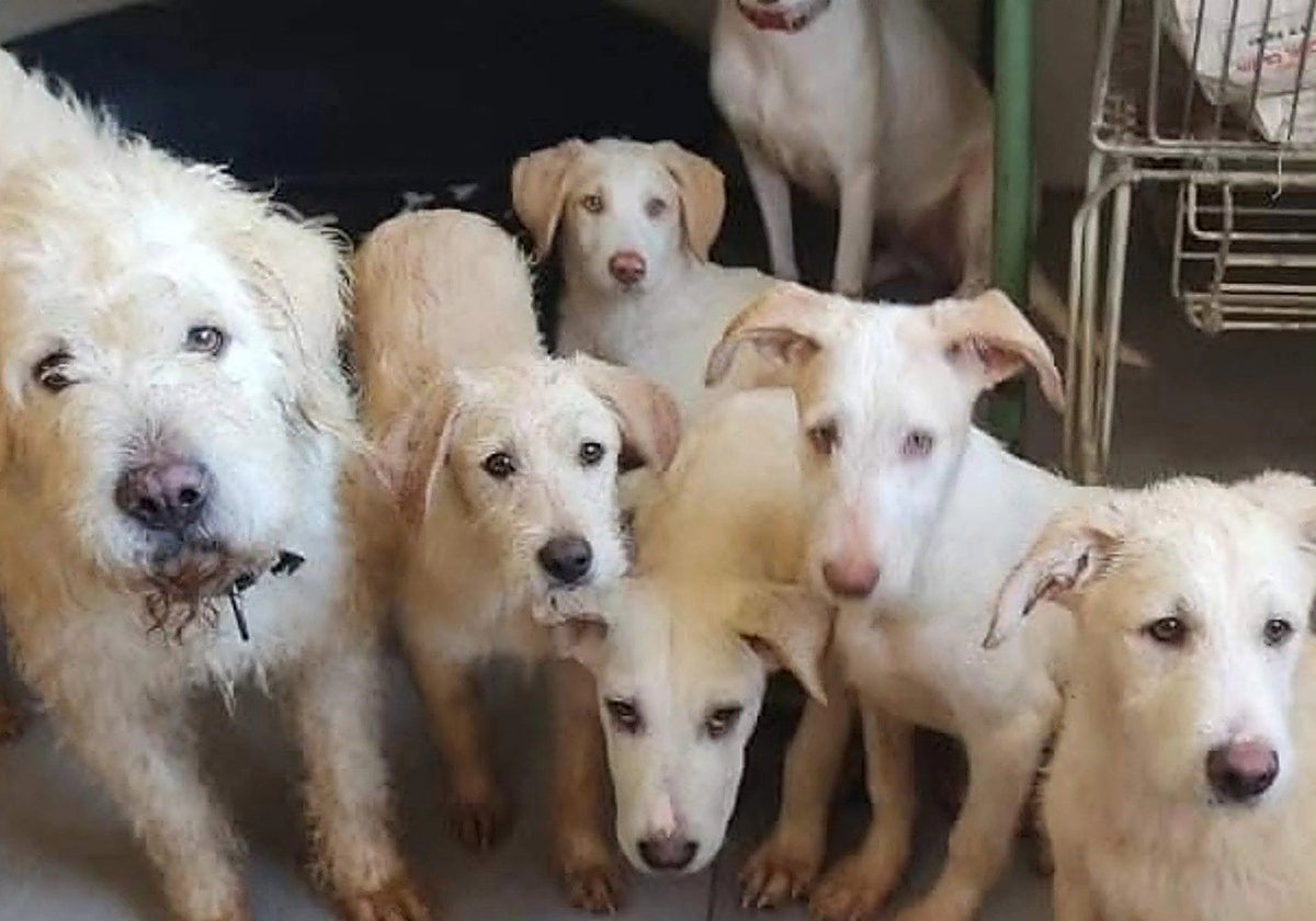 Perros de la Asociación 'Puntanimals'