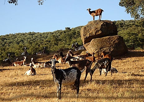 Imagen secundaria 1 - El coso taurino visto desde la cumbre de Santa Bárbara, y en las dos imágenes de abajo la calleja de Aracena y los lavaderos
