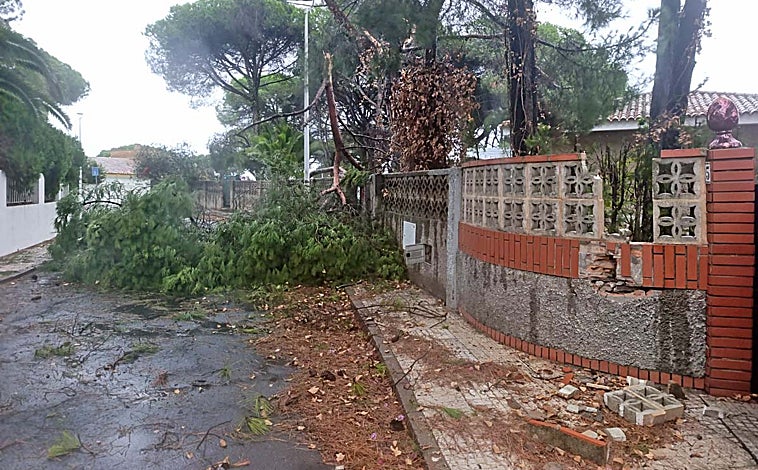 Imagen principal - Arriba, un árbol derribado por el viento corta una calle en Cartaya, donde el temporal también ha provocado desperfectos en viviendas. Sobre estas líneas, el efecto que ha tenido el paso de Claudia por el Centro de Exposiciones y Congresos de Ayamonte