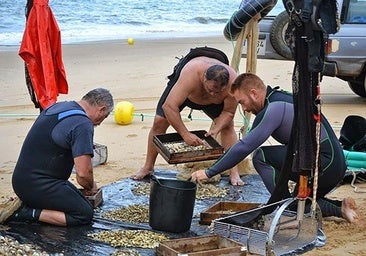 Adiós a las coquinas: la Junta prohíbe la pesca en Huelva y Cádiz debido a los «umbrales de rendimiento»
