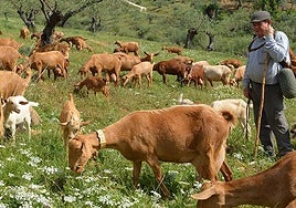 Un pastor realizando sus labores en la sierra de Huelva