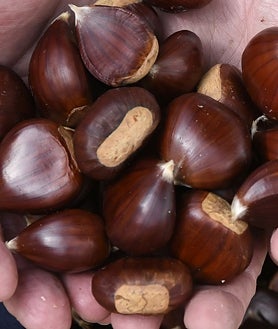 Imagen secundaria 2 - Feria gastronómica en Cumbres Mayores y de la castaña en Fuenteheridos