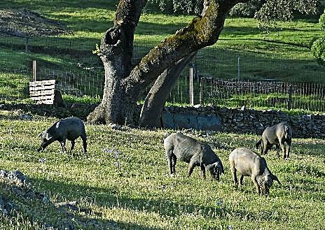 Imagen secundaria 1 - Matanza casera