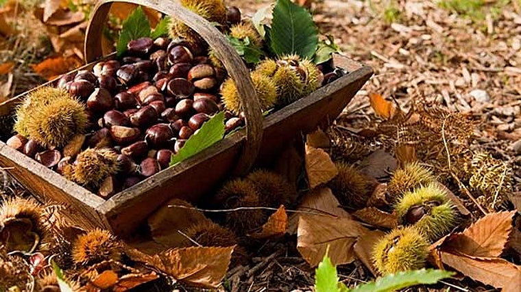 La Feria de la Castaña tiene raíces en las tradiciones rurales de Fuenteheridos
