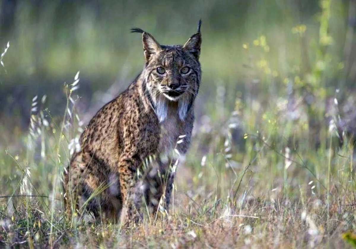 Un lince ibérico