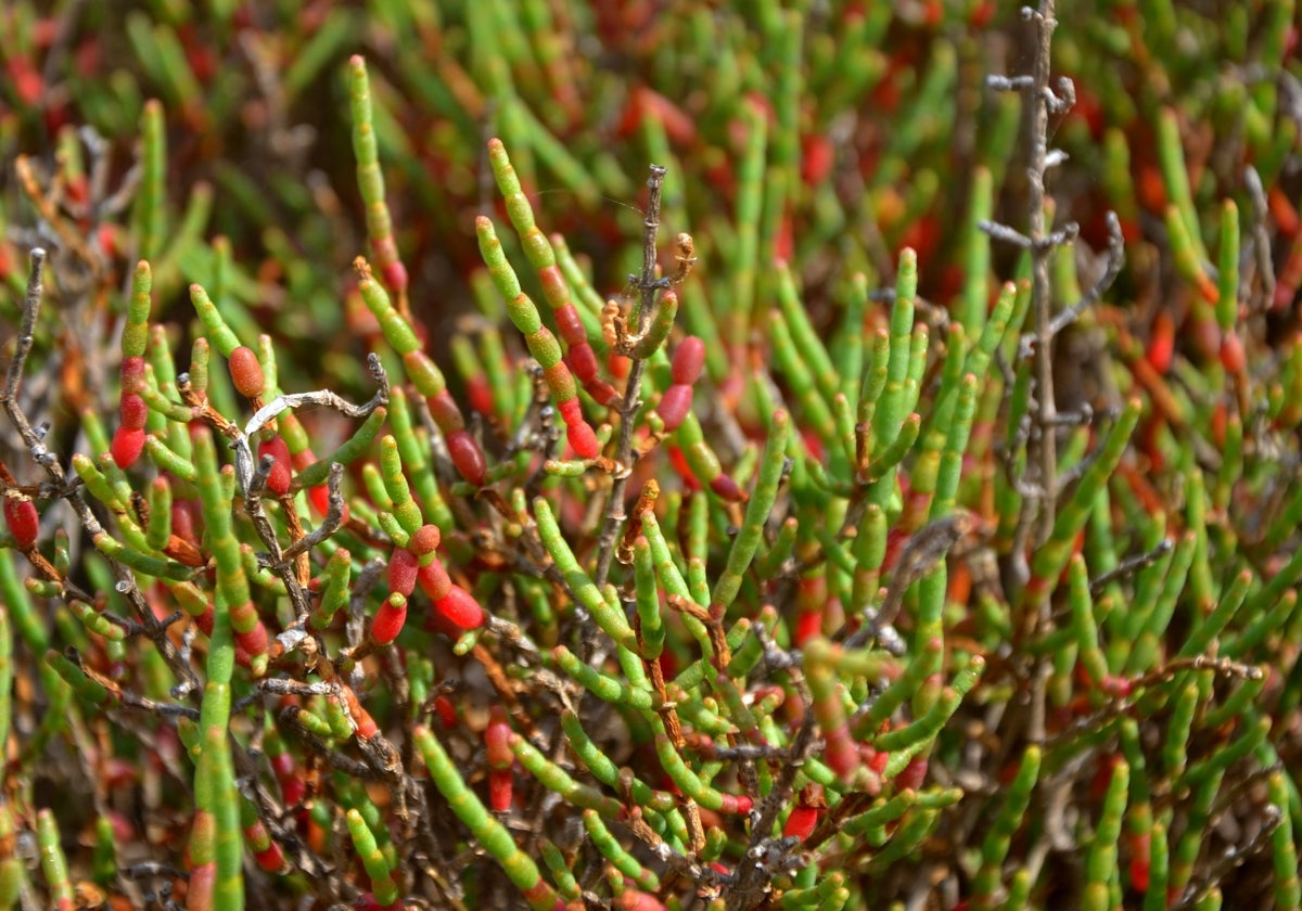 Un estudio realizado por neurólogos muestra los beneficios de la salicornia para prevenir el ictus