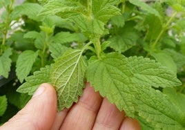 La planta que recomiendan los herbolarios para aliviar la depresión invernal y calmar la ansiedad