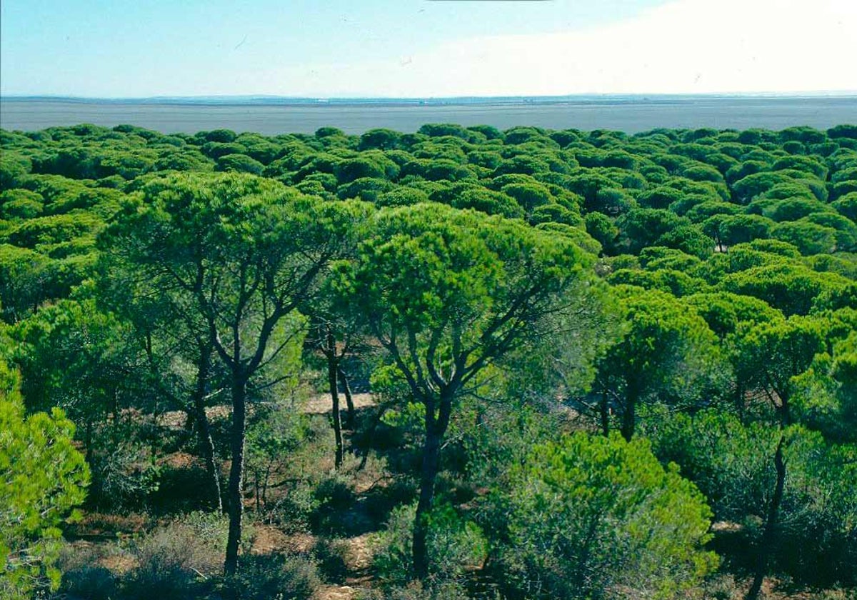 Uno de los muchos pinares de la provincia de Huelva