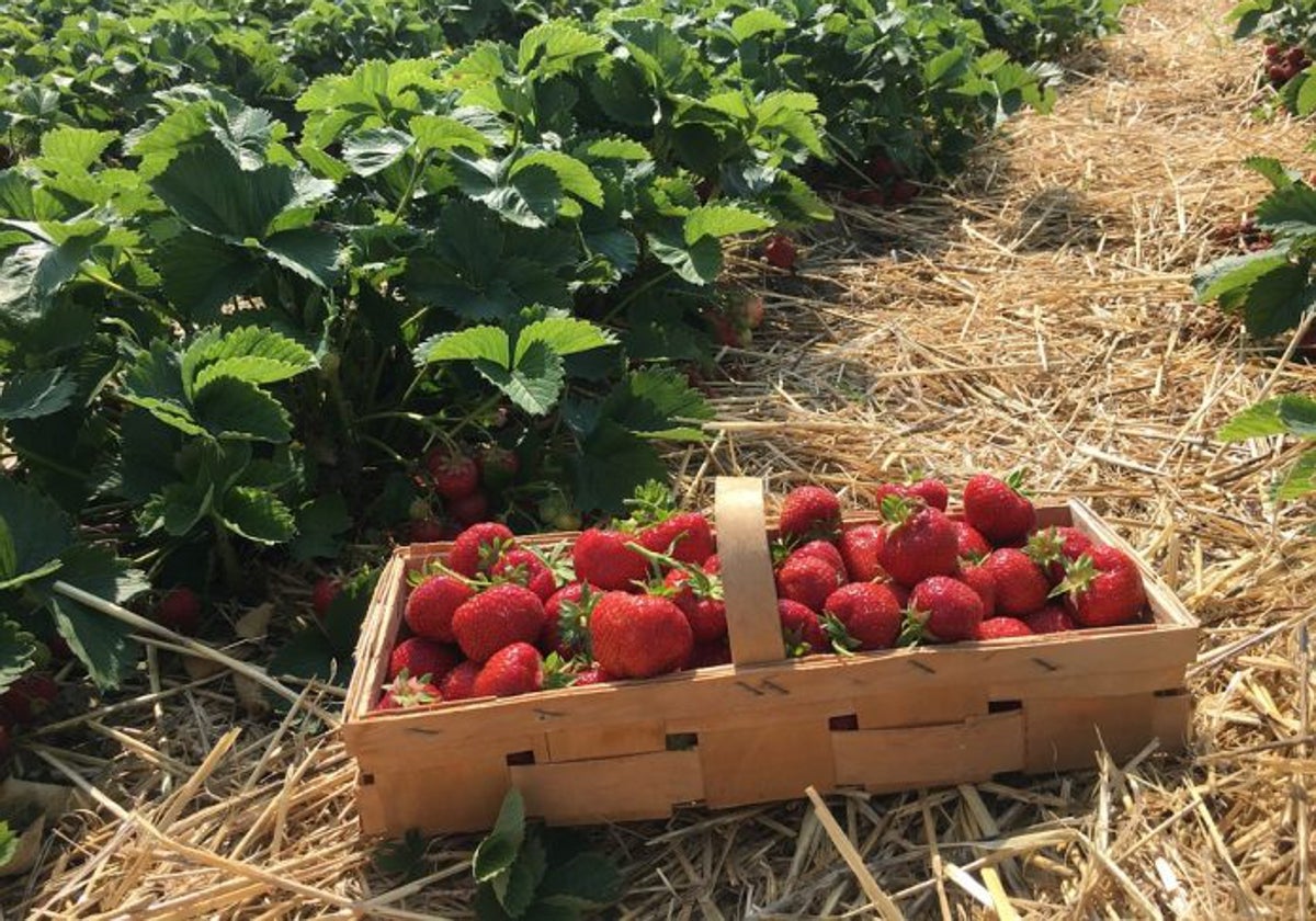 Una cesta de fresas en una explotación onubense