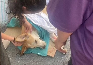 La historia de Lea, la perra de Huelva que cayó desde una tercera planta tras ser castigada por su dueña