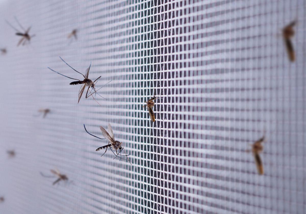 Mosquitos volando sobre una reja