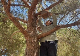 Así funcionan las cajas nido que se colocarán en los árboles de Huelva