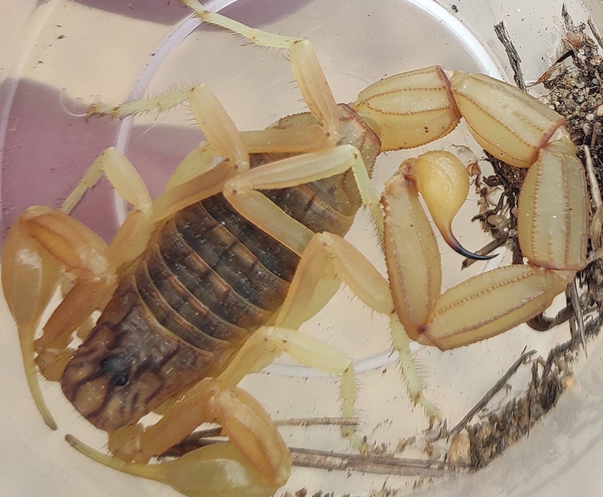 El escorpión Buthus gonzalezdelavegai
