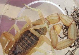 Descubren una nueva especie animal en la provincia de Huelva