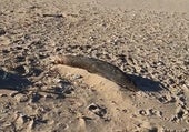 Un pescador de Huelva encontró esto en la orilla de la playa: «Los animales nos están avisando»