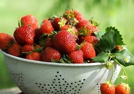 Un estudio revela qué le ocurre a nuestro cuerpo al consumir fresas de Huelva a diario: pueden reducir el dolor menstrual