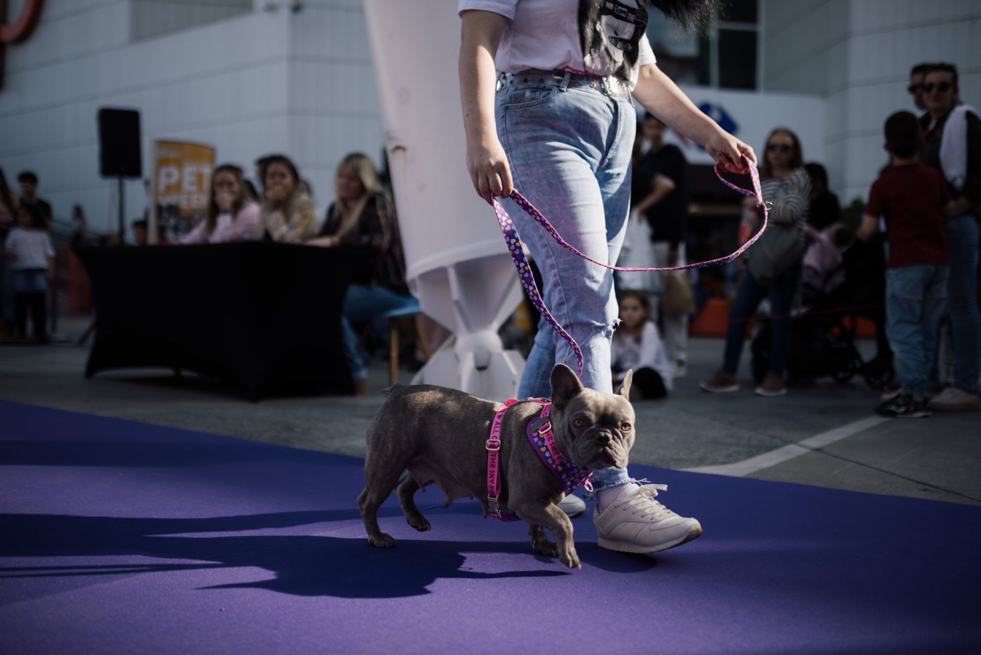 Estas son las mejores mascotas de Huelva