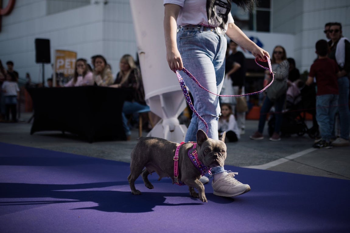 Estas son las mejores mascotas de Huelva