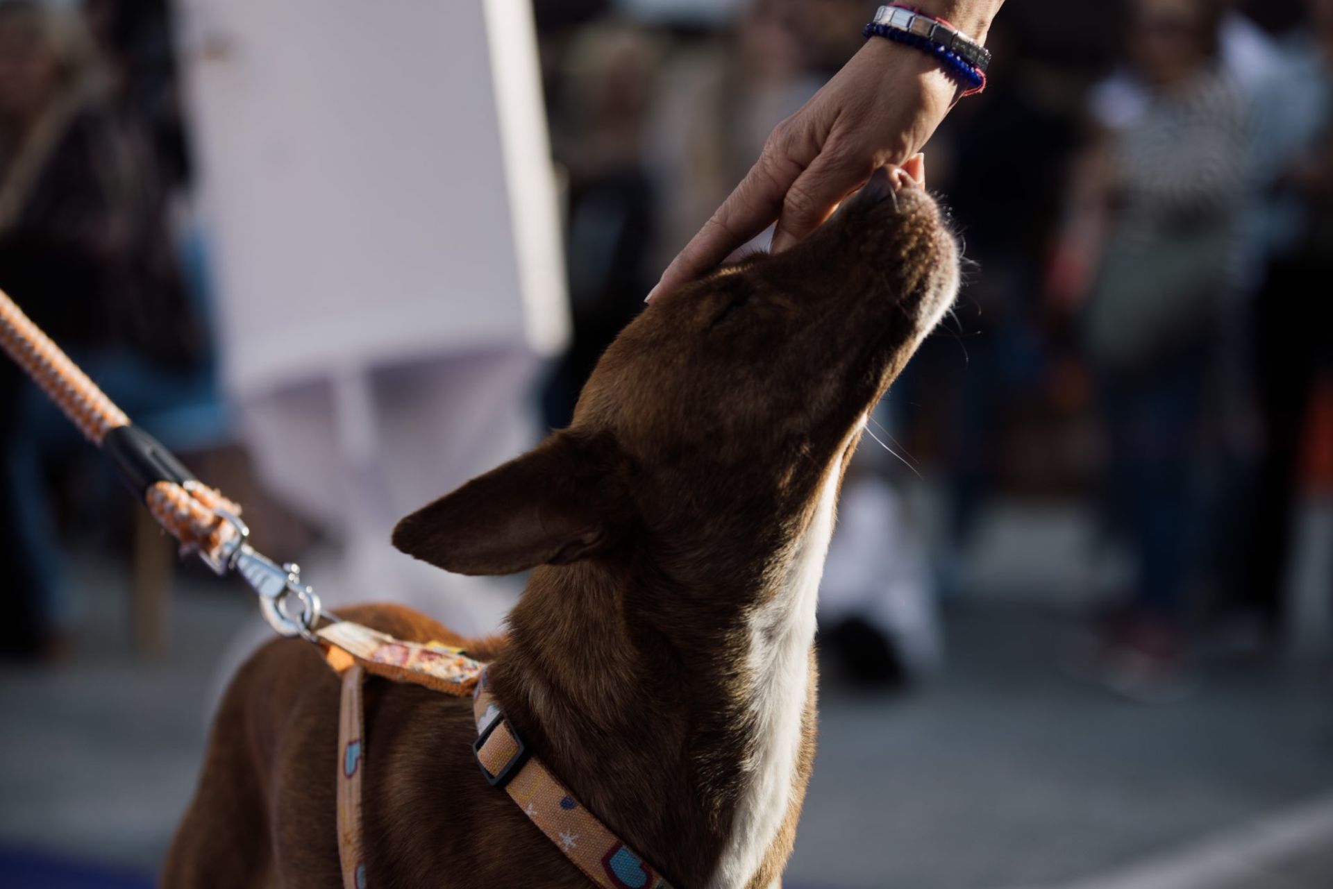 Estas son las mejores mascotas de Huelva