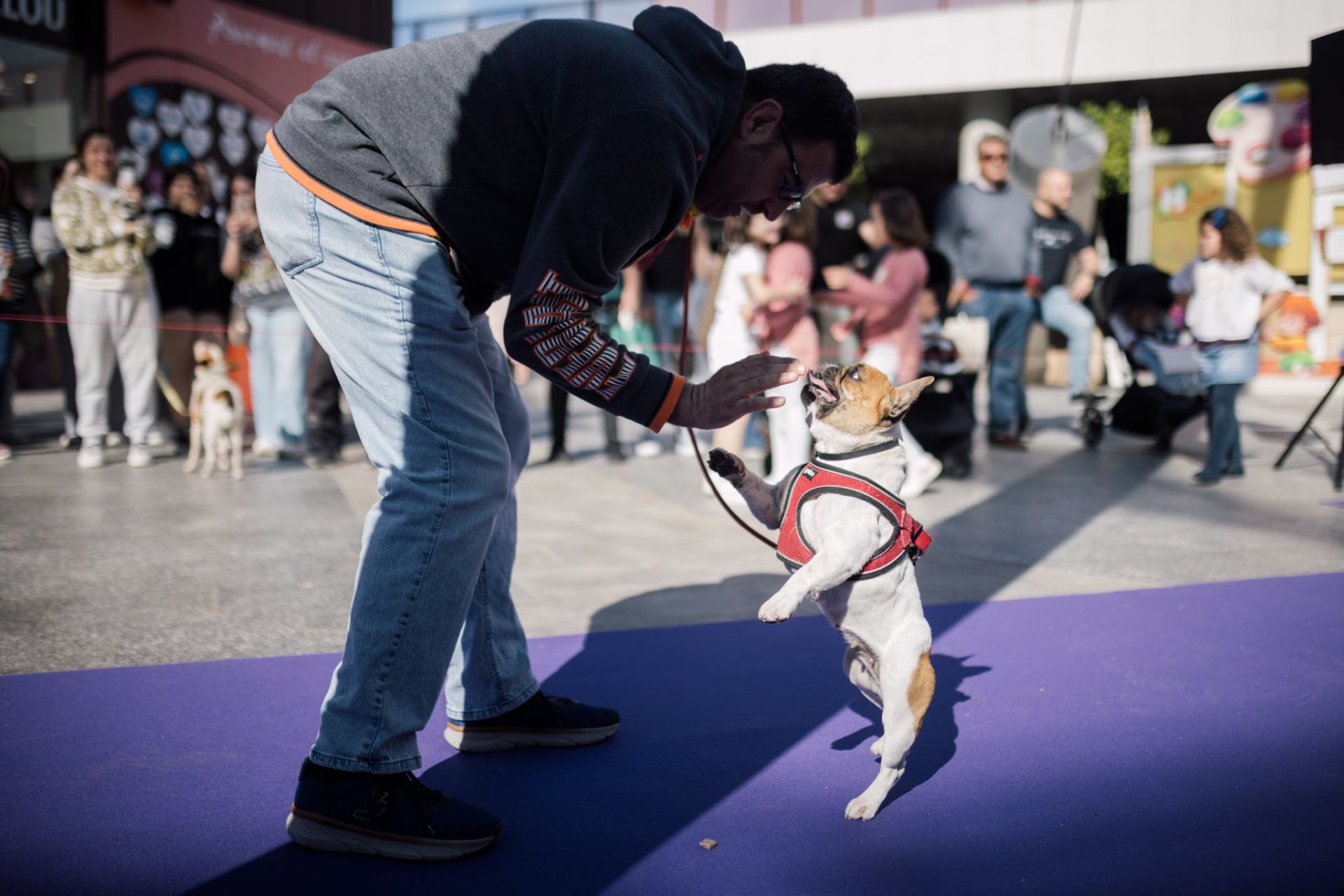 Estas son las mejores mascotas de Huelva