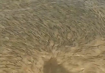 Los boquerones invaden la playa de Matalascañas: «¡Dos pobres pescadores atrapados!»