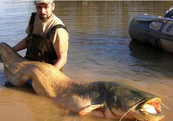 Imagen de archivo de un pescador con un ejemplar de siluro