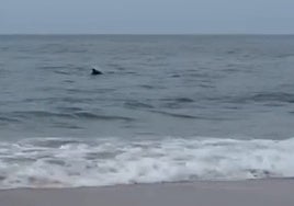 Un pescador alerta de un grupo de delfines cazando en la playa de Matalascañas: «¡Cazan como las orcas!»