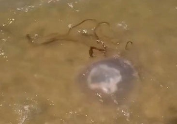 Aparece una medusa gigante en la Playa de Matalascañas: «¡Veo eso y me dan 50 infartos!»
