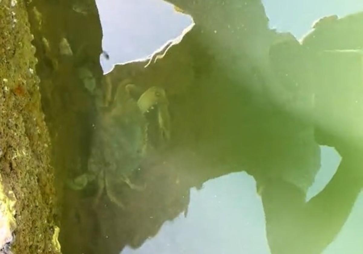 Un pescador alerta de esta plaga que sigue afectando a Huelva