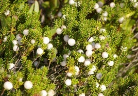 La perla blanca que solo se encuentra en Mazagón y sabe a arándanos: «En la medicina popular se usa para aliviar la sed de la calentura»
