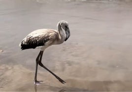 Un flamenco se pasea por la playa de Punta Umbría: «Dando un paseo ahora que no hay mucha gente»