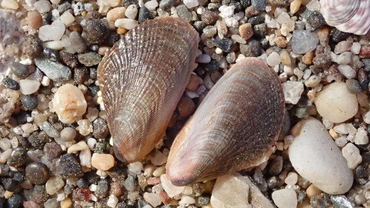 Aspecto del mejillón egipcio que ha llegado a la costa de Almería