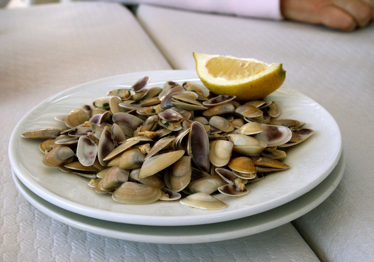 Imagen de archivo de un plato de coquinas