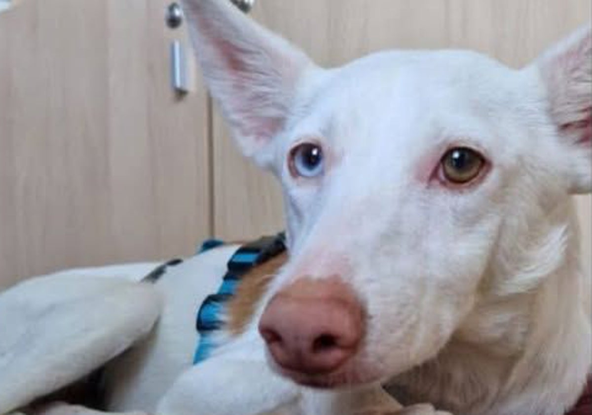 Mozart, el podenco que continúa sin aparecer de los cinco que fueron robados en agosto