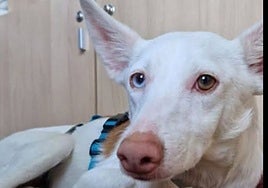 Búsqueda desesperada por localizar a un podenco robado en agosto en Rociana: "Es extremadamente vulnerable"