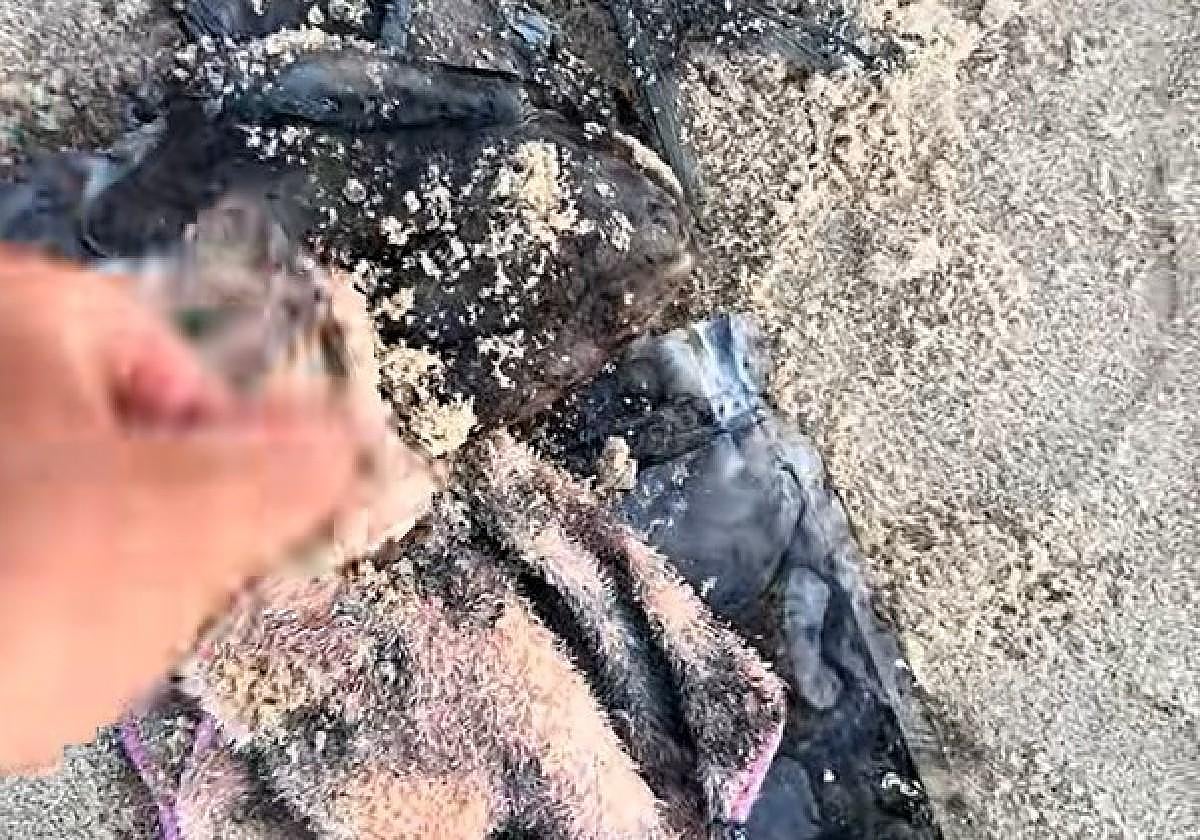 Restos de basura encontrados en la playa