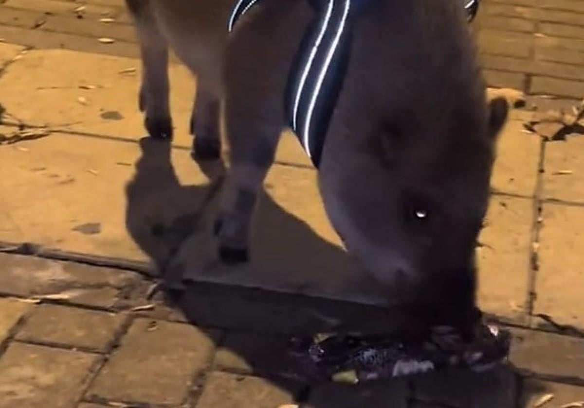 La curiosa mascota de un onubense que se ha vuelto viral en redes sociales