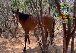 Recuperan a dos caballos que habían sido robados en Lepe para transportarlos a Portugal