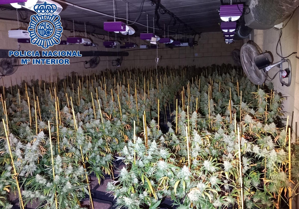 Una de las plantaciones de marihuana que ha sido desmantelada