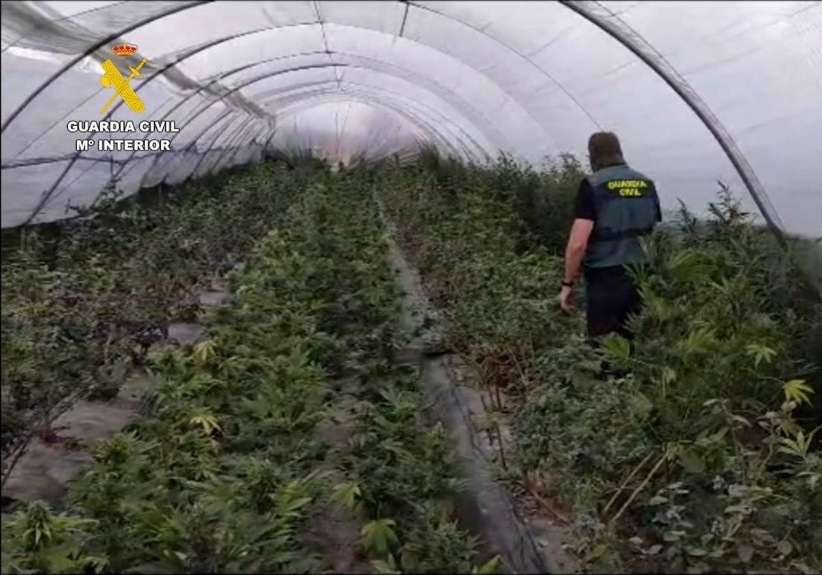 Una de las plantaciones desmanteladas por la Guardia Civil