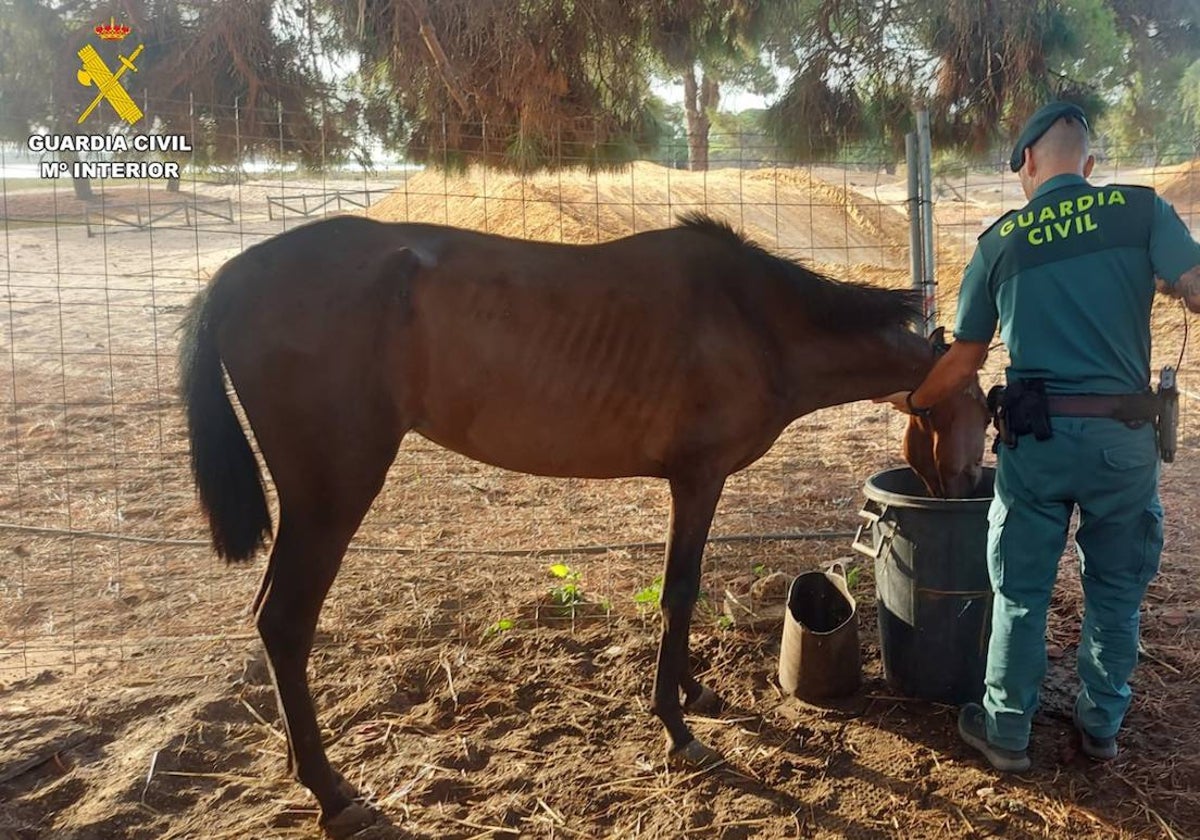 Uno de los caballos encontrados por la Guardia Civil