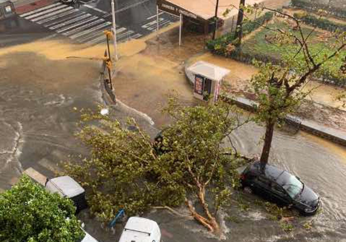 Riada en la barriada de Isla Chica, con un árbol derribado sobre la calzada