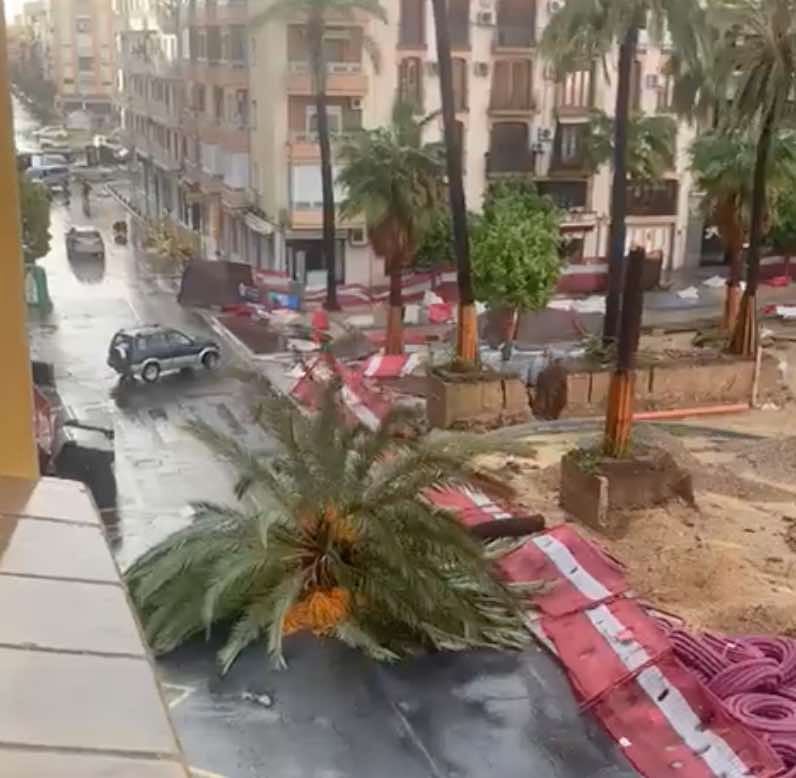 Palmera derribada junto a la plaza de la Merced