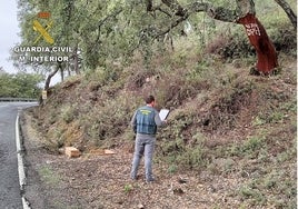 Investigan a diez personas por el hurto de casi 6.000 kilos de corcho en alcornoques de la Sierra de Aracena