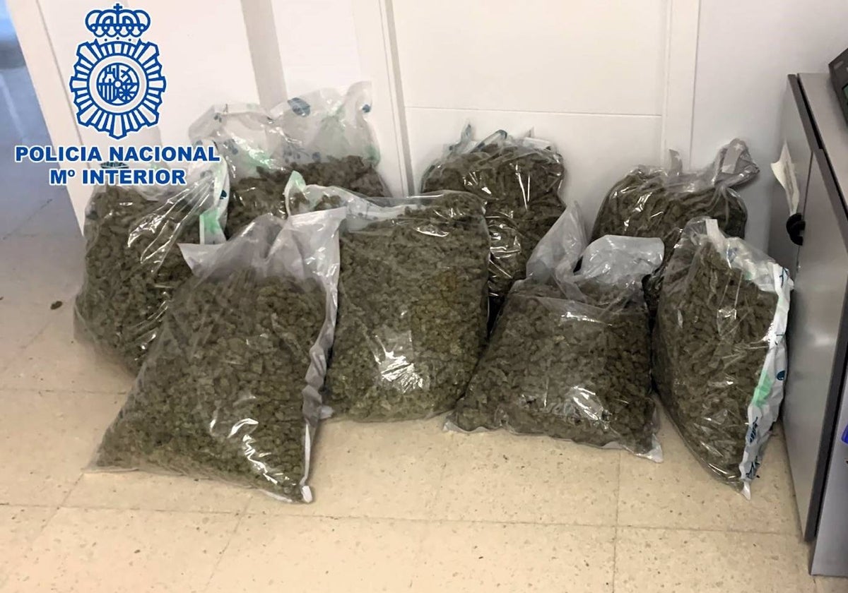 Los cogollos de marihuana intervenidos