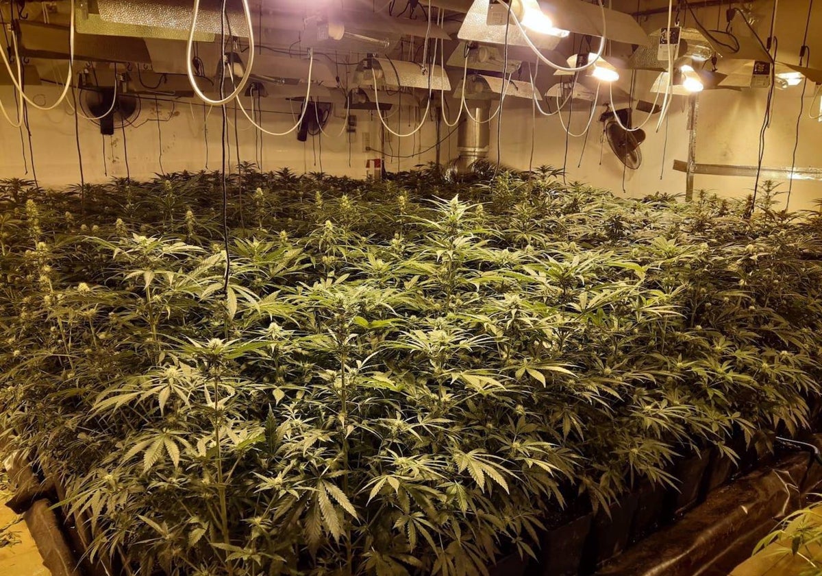 Plantación indoor de marihuana con fraude eléctrico