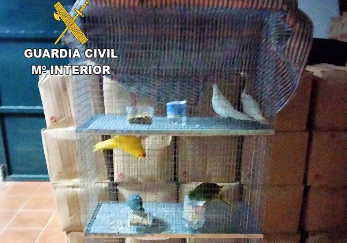 Los periquitos fueron intervenidos junto a tres ninfas
